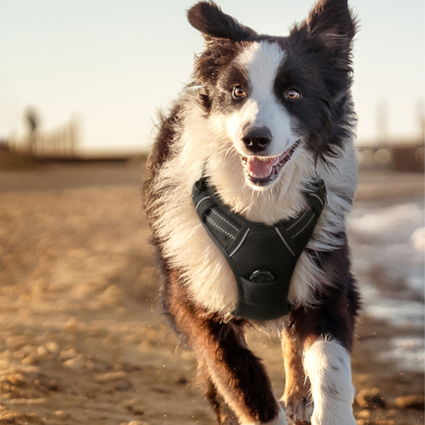 Comfortable Secure Dog Harness